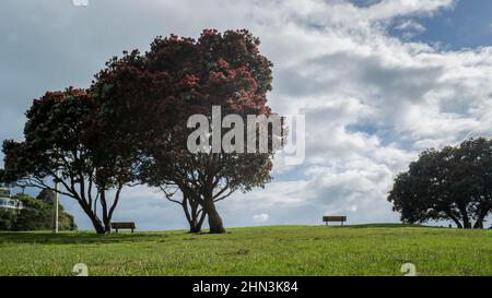 Die Pohutukawa-Bäume blühen in Milford Beach, Auckland. Neuseeländischer Weihnachtsbaum. Stockfoto