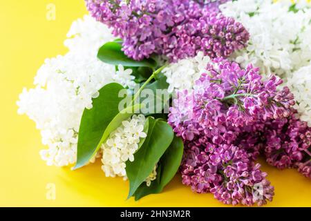 Lila und weiße Blüten auf gelbem Hintergrund. Stockfoto