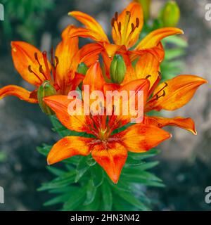 Orangefarbene Lilie blüht im Garten. Selektiver Fokus. Lilium lancifolium. Draufsicht Stockfoto