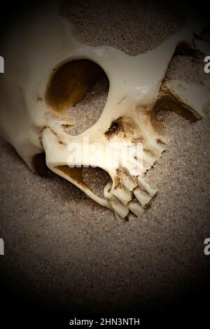 Menschlicher Schädel teilweise im Sand vergraben. Mit Lichteffekt Stockfoto