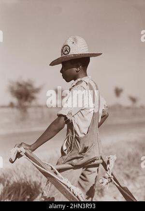 Vintage-Foto von Black American Farmer's Boy. Die Maultiere ruhen aus, die zu heiß werden, wenn die Baumwolle im Hochsommeranbau hoch ist. King und Anderson Stockfoto