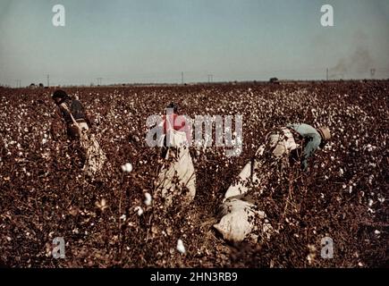 Vintage-Foto des amerikanischen Südens in den Jahren 1930-1940s. Tagelöhner pflücken Baumwolle in der Nähe von Clarksdale, Mississippi. November 1939 Von Marion Post Wolcott, 19 Stockfoto