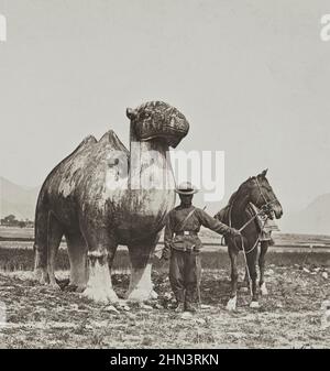 Vintagep Foto von Qing chinesischen Soldaten in der Nähe von alten riesigen Skulptur aus Stein Kamel. Ming-Gräber. Nordchina. November 1902 Stockfoto