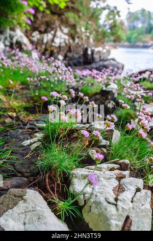 Blühende Thriftblume auf einer Strandwiese Stockfoto