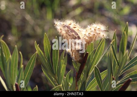 Samen von Nerium Oleander. Es ist am häufigsten als Oleander oder nerium bekannt, ist ein Strauch, der weltweit in gemäßigten und subtropischen Gebieten angebaut wird. Stockfoto