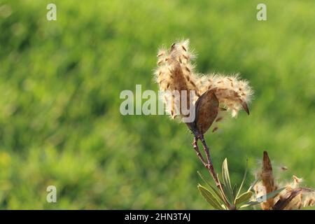 Samen von Nerium Oleander. Es ist am häufigsten als Oleander oder nerium bekannt, ist ein Strauch, der weltweit in gemäßigten und subtropischen Gebieten angebaut wird. Stockfoto