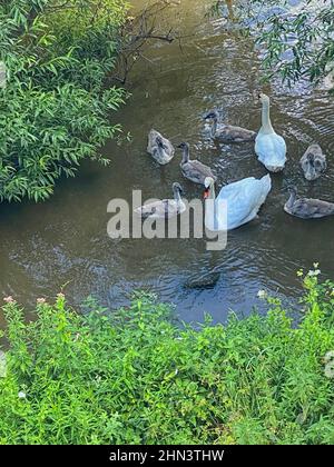 Cygnus olor Family Group; zwei Erwachsene; vier Cygnets Stockfoto