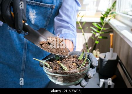 Nahaufnahme der weiblichen Hände Transplantation Sukulent. Hausgarten Konzept. Gartengeräte. Arbeitsplatz des Gärtners. Erde in einem Eimer. Kümmert sich um Stockfoto