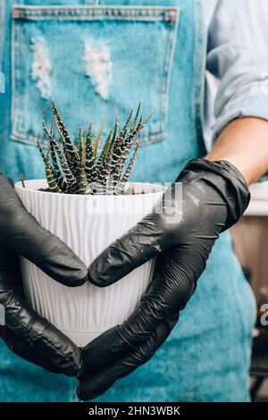 Nahaufnahme der weiblichen Hände Transplantation Sukulent. Hausgarten Konzept. Gartengeräte. Arbeitsplatz des Gärtners. Erde in einem Eimer. Kümmert sich um Stockfoto