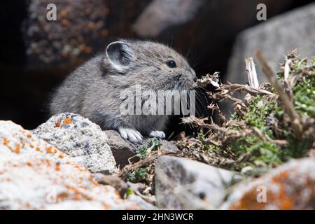 American Pika (Ochotona princeps) Jungtier, Mount Washburn, Yellowstone NP, Wyoming Stockfoto