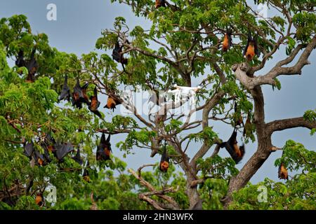 Drohnen-Wildtierfotografie in Fledermausbaumkolonie, riesige indische Obstbats, Pteropus giganteus, am klaren blauen Himmel, fliegende Maus im Naturlebensraum, Stockfoto