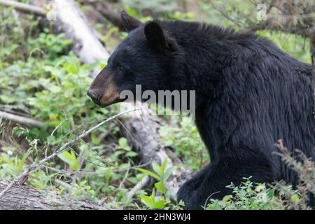 Black Bear (Ursus americanus) neben den Tower Falls, Yellowstone NP, Wyoming Stockfoto