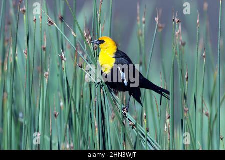 Gelbkopf-Amsel (Xanthocephalus xanthocephalus) Männchen in Schilf, Yellowstone NP, Wyoming Stockfoto