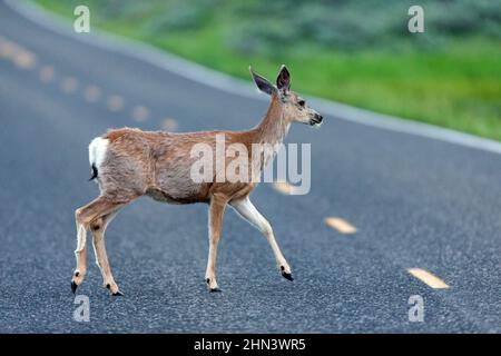 Maultier-Hirse (Odocoileus hemionus), weibliche Kreuzung, Lamar Valley, Yellowstone NP, Wyoming Stockfoto