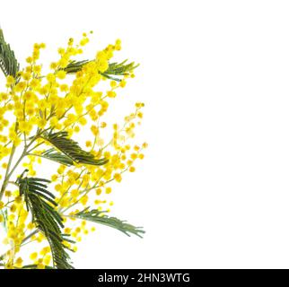 Zweig der Mimosa Blumen isoliert auf weißem Hintergrund. Geringe Schärfentiefe. Selektiver Fokus. Stockfoto