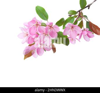 Zweig mit hellrosa Blüten und Blättern von dekorativen Apfelbaum isoliert auf weißem Hintergrund. Stockfoto