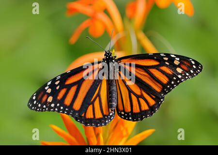 Orangenschmetterling, Monarch, Danaus plexippus, in Naturlebensraum. Schönes Insekt aus Mexiko. Schmetterling auf orangen Blüten. Wildtierszene aus tropischen Fores Stockfoto