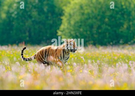 Tiger mit rosa und gelben Blüten. Amurtiger sitzt im Gras. Blühende Wiese mit gefährlichen Tieren. Wildtiere aus dem Sommer Russland. Stockfoto