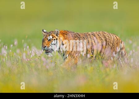 Tiger mit rosa und gelben Blüten. Amurtiger sitzt im Gras. Blühende Wiese mit gefährlichen Tieren. Wildtiere aus dem Sommer Russland. Stockfoto