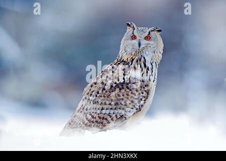 Eule aus Sibirien, Russland. Vogel mit Schnee, kol Winter. Stockfoto