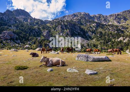 Sommerlandschaft in La Cerdanya, Pyrenäen mit Bergpferden und Kühen, Katalonien, Spanien. Stockfoto