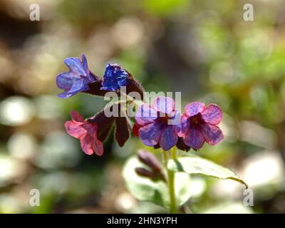 Frühling und Primeln. Der erste Frühling blüht im Wald. Blühendes Lungenkraut (Pulmonaria) in Blüte. Warme Landschaft mit Blumen Stockfoto