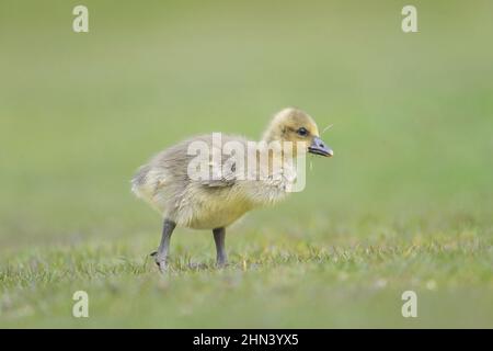 Graugans, Graugans (Anser anser). Gosling beim Gehen auf Gras. Deutschland Stockfoto