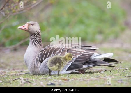 Graugans, Graugans (Anser anser). Elternvögel mit Gänseküken. Deutschland Stockfoto