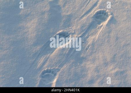 Fußprinte eines Eisbären (Ursus maritimus, Thalarctos maritimus) im Schnee. Spitzbergen, Norwegen Stockfoto