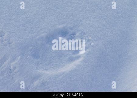 Fußabdruck eines Eisbären (Ursus maritimus, Thalarctos maritimus) im Schnee. Spitzbergen, Norwegen Stockfoto