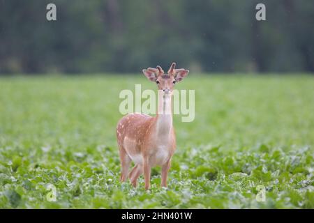 Europäischer Damhirsche (Dama dama). Junger Buck mit Geweih in Samt. Deutschland Stockfoto