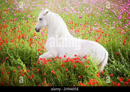 Reines Spanisches Pferd, Andalusisch. Grauer Hengst, der in einem Feld blühender Mohnblumen aufzucht. Deutschland Stockfoto