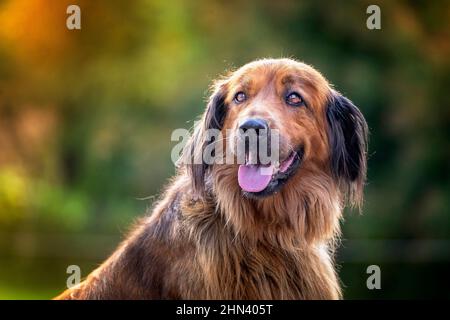 Hovawart. Porträt von zwei erwachsenen Hunden Stockfoto