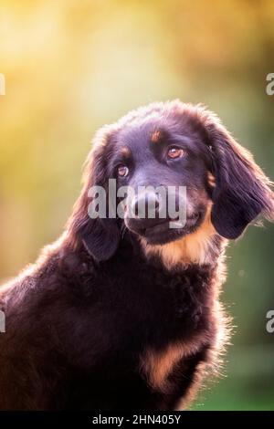 Hovawart. Porträt von zwei erwachsenen Hunden Stockfoto