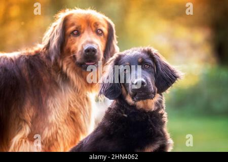 Hovawart. Porträt von zwei erwachsenen Hunden Stockfoto