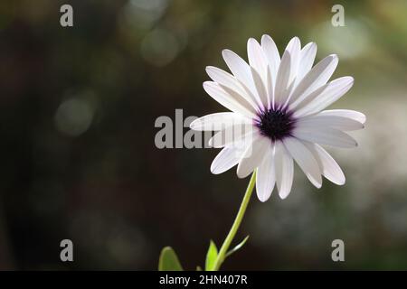 Weiße Dimorphotheca ecklonis, auch bekannt als Kap marguerite. Weiße Dimorphotheca ecklonis Blume, auch bekannt als Cape marguerite, blüht in natürlichem L Stockfoto