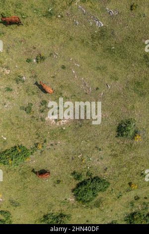 Luftaufnahme Kühe grasen in üppigem grünen Feld, Auvergne, Frankreich Stockfoto