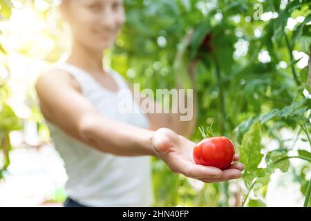 Porträt von jungen Erwachsenen schöne weibliche Landwirt überprüfen die Qualität der reifen roten Tomaten wächst im häuslichen Gewächshaus Garten Bett. Wonan Worker Hold Stockfoto