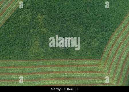 Luftaufnahme grüne Landschaft mit geerntetem Heufeld und einem Baum, Auvergne, Frankreich Stockfoto