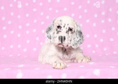 English Setter. Welpen liegen auf einer rosa Decke mit Tupfen. Deutschland Stockfoto