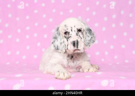 English Setter. Welpen liegen auf einer rosa Decke mit Tupfen. Deutschland Stockfoto