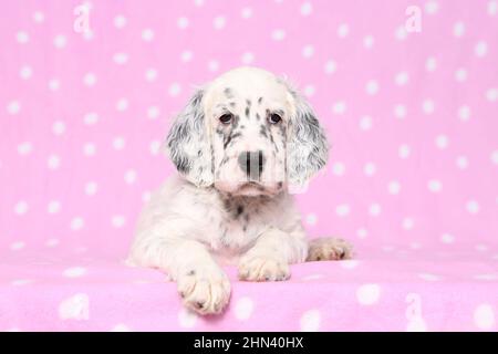 English Setter. Welpen liegen auf einer rosa Decke mit Tupfen. Deutschland Stockfoto