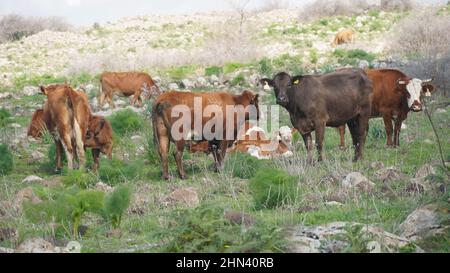 Grasende Kühe auf den Hügeln der Golanhöhen, Israel. Stockfoto