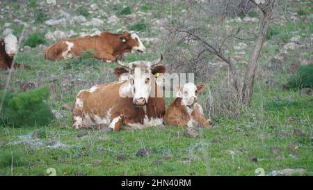 Eine große weißbraune Kuh und ein Kalb liegen auf grünem Gras auf einer Wiese auf den Golanhöhen im Norden Israels Stockfoto