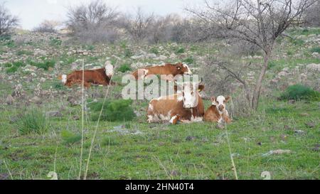 Eine große weißbraune Kuh und ein Kalb liegen auf grünem Gras auf einer Wiese auf den Golanhöhen im Norden Israels Stockfoto