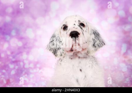 English Setter. Porträt eines Welpen, gesehen vor einem violetten Hintergrund. Deutschland Stockfoto