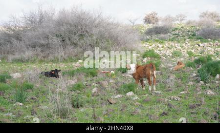 Kalb weidet auf den Hügeln der Golanhöhen, Israel Stockfoto