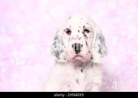 English Setter. Porträt eines Welpen, gesehen vor einem rosa Hintergrund. Deutschland Stockfoto