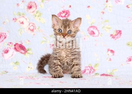 Selkirk Rex. Kätzchen sitzt auf einer Decke mit Blumendruck. Studiobild. Deutschland Stockfoto