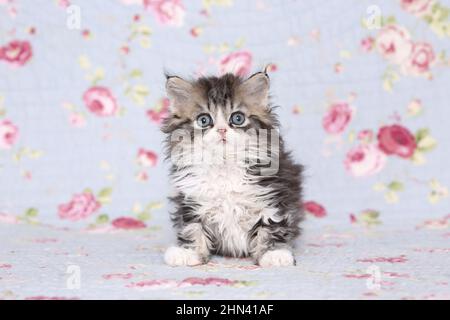 Selkirk Rex. Kätzchen sitzt auf einer Decke mit Blumendruck. Studiobild. Deutschland Stockfoto